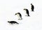 Four Penguins