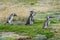 Four penguins on field