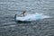 Four penguins - gentoo penguins - Pygoscelis papua - drifting on ice floe in Southern Ocean at Neko Harbour, Antarctica