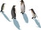 Four penguins with shadows on white
