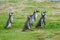 Four penguins walking