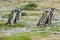 Four penguins walking in field
