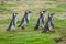 Four penguins walking on field