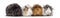 Four Peruvian Guinea Pigs in a row, isolated