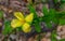 Four-petal St. Johnâ€™s wort - Hypericum tetrapetalum - is an evergreen perennial shrub