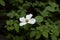 Four Petals, Pacific Dogwood, in nature