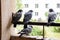 Four pigeons sitting on the balcony on the background of the city