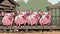 Four pigs standing in a row in front of a barn