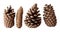 Four Pine Cones