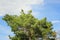 Four pine trees against a blue cloudy sky.