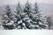 Four Pine trees covered in snow during a snowstorm in the winter in Wisconsin