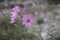 Four Pink Color Flowers Closeup