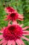 Four pink echinacea â€˜Raspberry Truffleâ€™ in a row with a blurry green background.