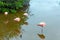 Four pink flamingos on the lake, Galapagos Island, Isla Isabela. With selective focus