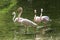 Four Pink Flamingos - Phoenicopteriformes stand in the pond water. They wade in the water and hunt for food. Its image is