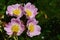 Four pink flowers of park shrub rose Rosa Inodora