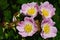 Four pink flowers of park shrub rose Rosa Inodora