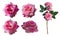 Four pink rose flowers and pink rose flowers bouquet on white background, nature, love, valentine, buddha, fashion