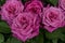 The four pink roses