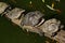 Four Pond slider turtle (Trachemys Scripta) sunbathing on trunk above lake in ZOO