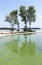 Four poplars on the riverside are reflected in polluted green wa