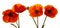 Four Poppies flowers isolated .