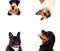 Four portrait of dogs