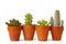 Four pots of cactuses