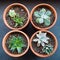 Four potted succulents in a square