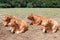 Four pregnant Limousin beef cows lying chewing the cud