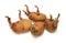 Four progrown tubers of a potato