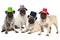 Four pugs with hats