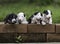 Four puppies climbing on the wall