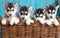 Four puppies Husky