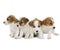 Four puppies Jack Russell Terrier