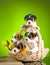 Four puppies in wicker basket and bouquet of yellow tulips on green background.