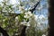 Four pure white flowers of common cherry