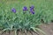 Four purple flowers of bearded irises