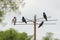 Four Purple Martins sitting on a pole