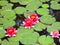 Four pygmy waterlily bloom in green round leafs.