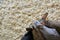 Four rabbits in sawdust. View from above. Natural background. Copy space