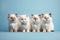Four Ragdoll kittens with bowties on pastel blue background