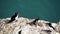 Four Razorbills with glaseels on Skomer Island