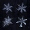 Four Real Snowflakes Isolated