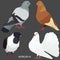 Four realistic domestic pigeons of different breeds