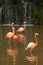 Four red flamingo in water