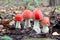 Four red fly agaric