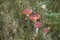 Four red Fly Agaric, Amanita muscaria with dotted texture