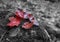 Four Red Maple Leaves on a Rock Selective Colour