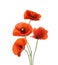Four red poppies isolated on white background